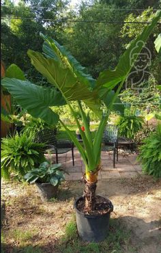 a large green plant sitting in a pot on top of a dirt ground next to trees