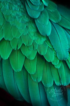 the back side of a green bird's feathers