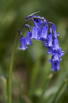 a blue flower with green leaves in the background