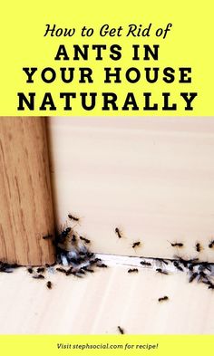 how to get rid of ants in your house naturally