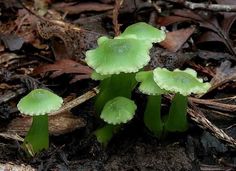 three small green flowers growing out of the ground