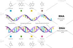 the structure of an animal's protein, labeled in different colors and sizes with their names