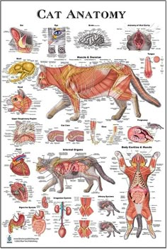 an animal's anatomy chart with all the major muscles