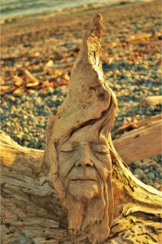 an old man's face is carved into the bark of a fallen tree trunk