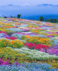 a field full of colorful flowers with mountains in the background