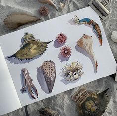 various seashells are shown on the sand next to an open book and pencil