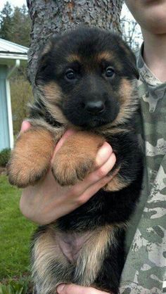 a man holding a puppy in his arms next to a tree and grass covered yard