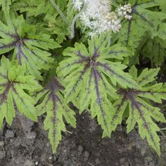 some green leaves and white flowers in the dirt