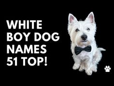 a white dog wearing a bow tie with the words, white boy dog names 51 top