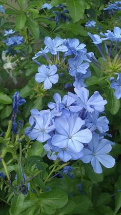 blue flowers are blooming in the garden