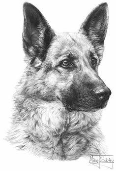 a black and white drawing of a dog's head, looking at the camera