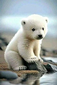 a small white polar bear sitting on top of a rock in the water and looking at the camera