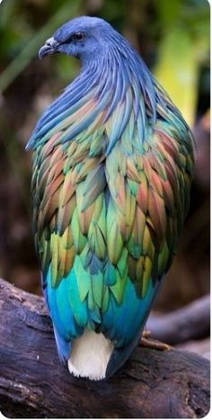 a colorful bird sitting on top of a tree branch