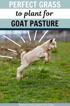 a goat jumping in the air with text overlay that says perfect grass to plant for goat pasture