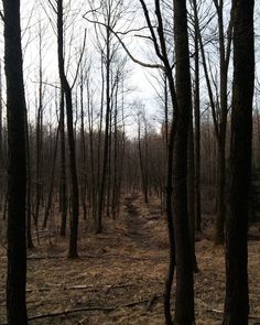 a dirt path in the middle of a forest