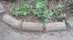 there is a plant growing in the middle of some concrete blocks on the ground,