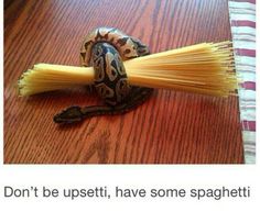 an image of a snake with spaghetti on it's head and the caption reads, don't be upset that some spaghetti is spaghetti