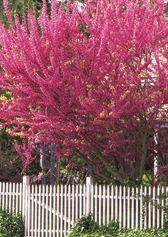 a pink tree in front of a white picket fence