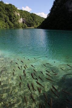 many fish are swimming in the clear blue water near some cliffs and trees on the shore