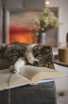 a cat laying on top of an open book