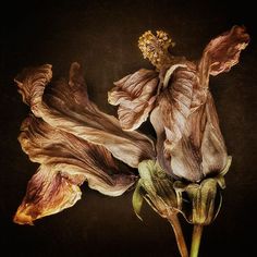 two dried flowers on a black background