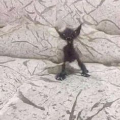 a small black kitten standing on top of a rock