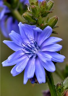 a blue flower with green leaves in the foreground