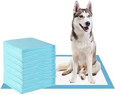 a dog sitting next to stacks of blue paper