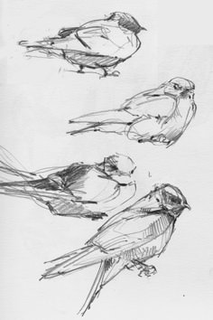 three birds sitting on top of each other near one another, sketched in black and white