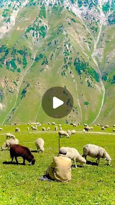 the sheep are grazing on the grass in front of the mountains and people watching them