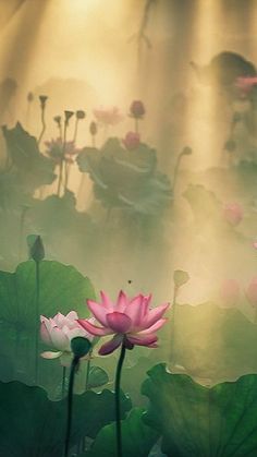 pink water lilies are blooming in the pond with green leaves and sunbeams