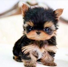 a small black and brown dog sitting on top of a bed