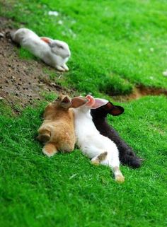 two cats playing with each other in the grass