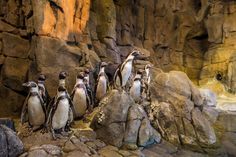 a group of penguins standing on top of rocks