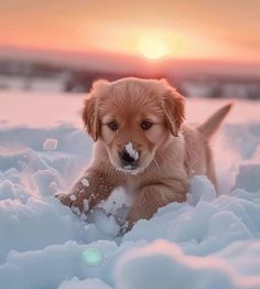 a puppy playing in the snow at sunset