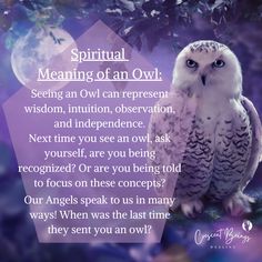 #spiritual #spiritualmeaningof #spiritanimals Seeing Owl Spiritual Meaning, Owl Sighting Meaning, Hearing An Owl Meaning Spiritual, White Owl Spiritual Meaning, Seeing An Owl Meaning, Owl Meaning Spiritual, Meaning Of Owls, Owl Spiritual Meaning, Owl Spirit Animal Meaning