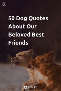 two dogs playing with each other in the snow text reads, 50 dog quotes about our beloved best friends