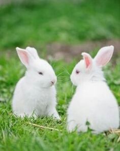 two white rabbits sitting in the grass