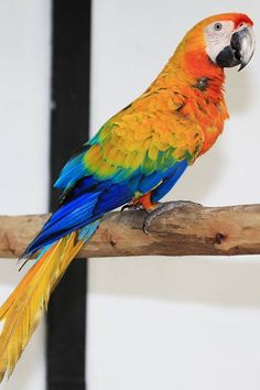 a colorful parrot sitting on top of a wooden branch