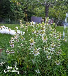 some white flowers are growing in the grass near a fence and an animal statue behind them