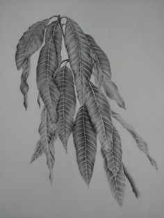 a drawing of leaves hanging from a tree branch