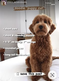 a brown dog sitting on top of a bed next to a white wall with words above it