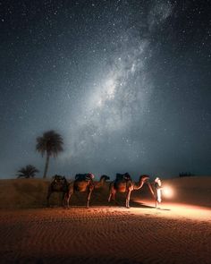 three camels are standing in the desert with their lights on