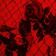 a red rose sitting on top of a metal fence