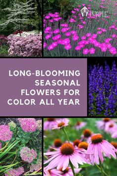 various flowers with the words long blooming seasonal flowers for color all year