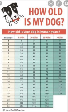 Dog Age Dog Age Chart, Painting Front Porch Concrete, Painted Concrete Steps, Front Porch Concrete, Teething Stages, Dog Print Tattoo, Painting Front Porch, Dog Commands, Tattoo Dog