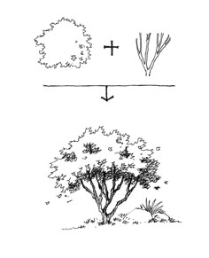 the diagram shows how to draw trees and shrubs