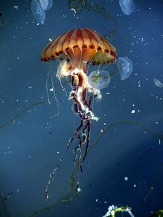 an orange jellyfish floating in the water