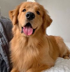 a golden retriever laying on top of a bed with his tongue hanging out and looking at the camera