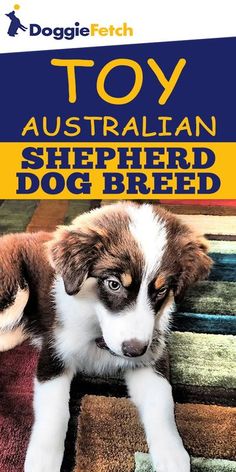 a puppy laying on top of a rug next to the words toy australian shepherd dog breed